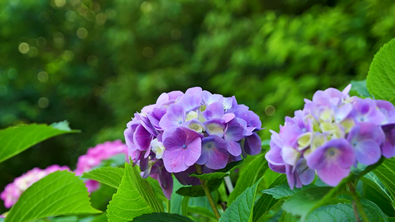 Vibrant purple hydrangea flowers with background blur