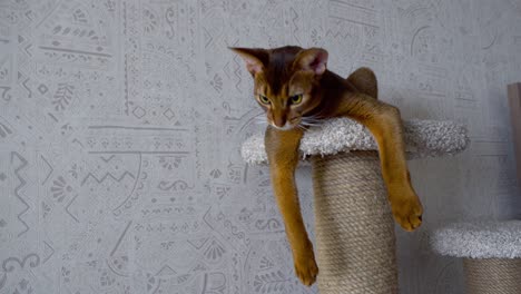 abyssinian cat at pedestal