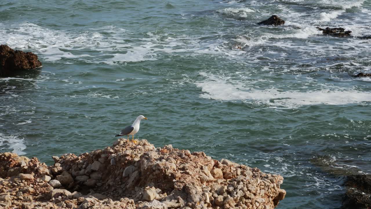 岩の上から飛び立つカモメ、背景には荒れた海。