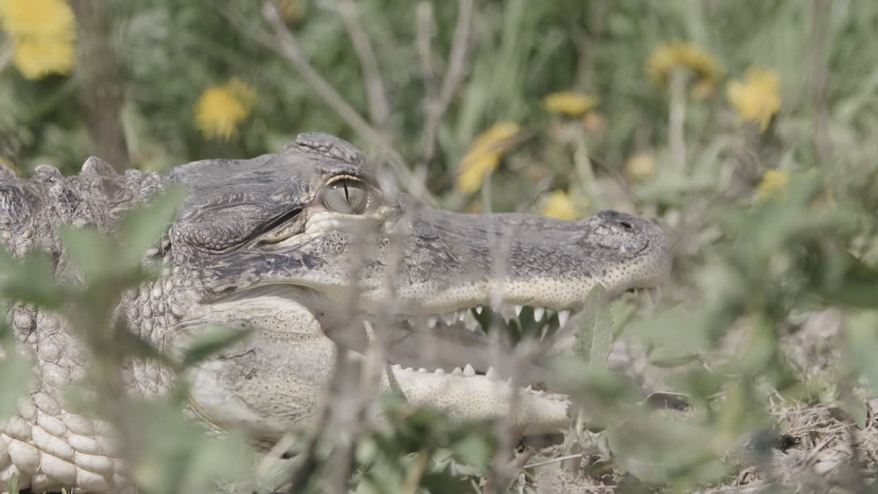 el perfil lateral de la cara de cocodrilo agachándose detrás del follaje.