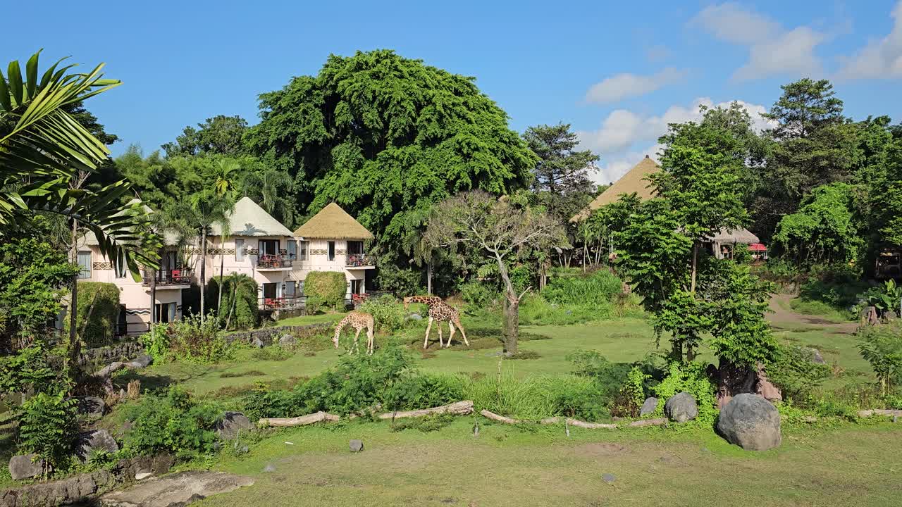 인도네시아 발리 주 기아나르 에 있는 발리 사파리 및 해양 공원 의 푸른 초원 에서 자유롭게 떠돌아다니는 지라프 들 - 넓은