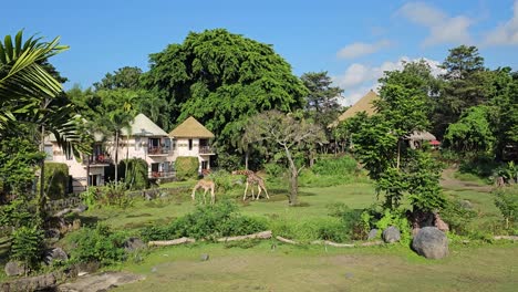 giraffes wandering freely in the verdant meadows at bali safari and marine park in gianyar, bali, indonesia - wide shot