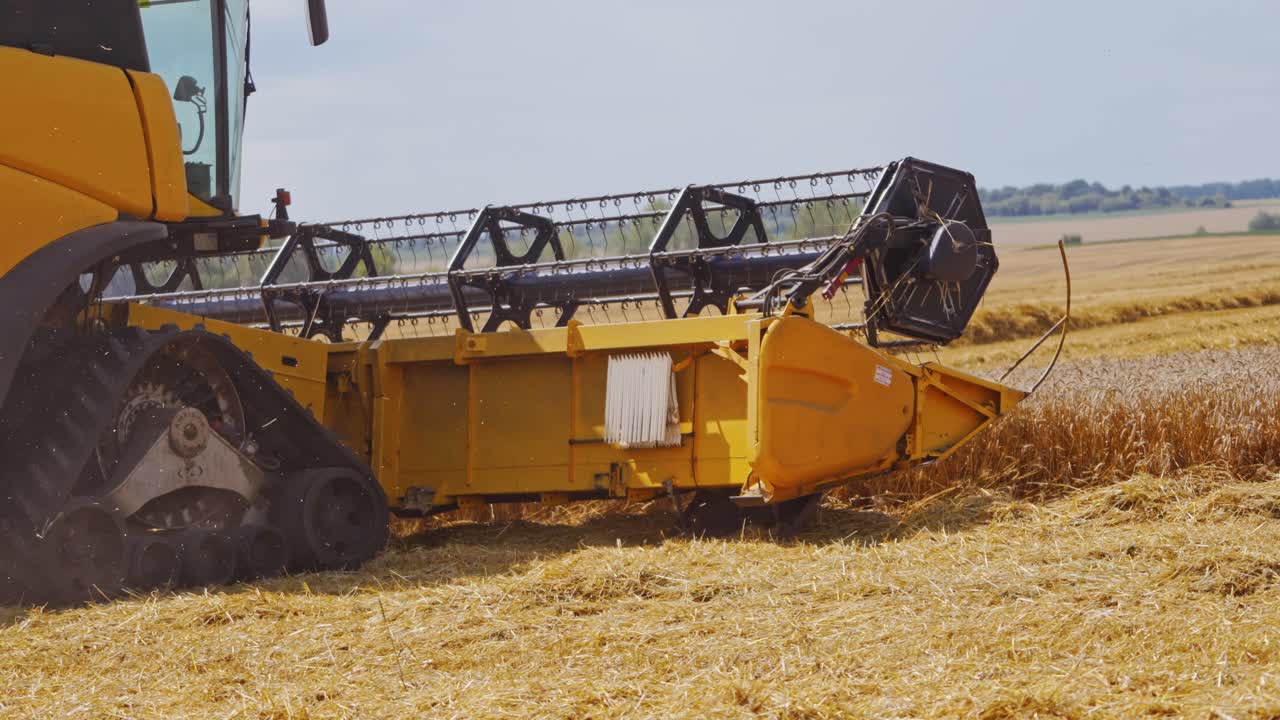 Rural landscape. Harvester in the process of harvesting grain crops. Wheat ripened. Harvest of cereals, crop, field, plant, gather. Selective focus. Video from the side