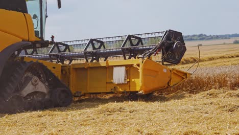 rural landscape. harvester in the process of harvesting grain crops. wheat ripened. harvest of cereals, crop, field, plant, gather. selective focus. video from the side
