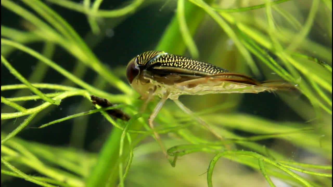 Water Boatman Grooming Itself in a Pond