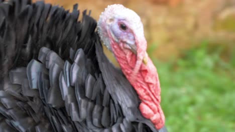 Close-up-shot-tracking-the-head-of-a-male-turkey