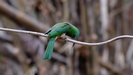 the blue-bearded bee-eater is found in the malayan peninsula including thailand at particular forest clearings