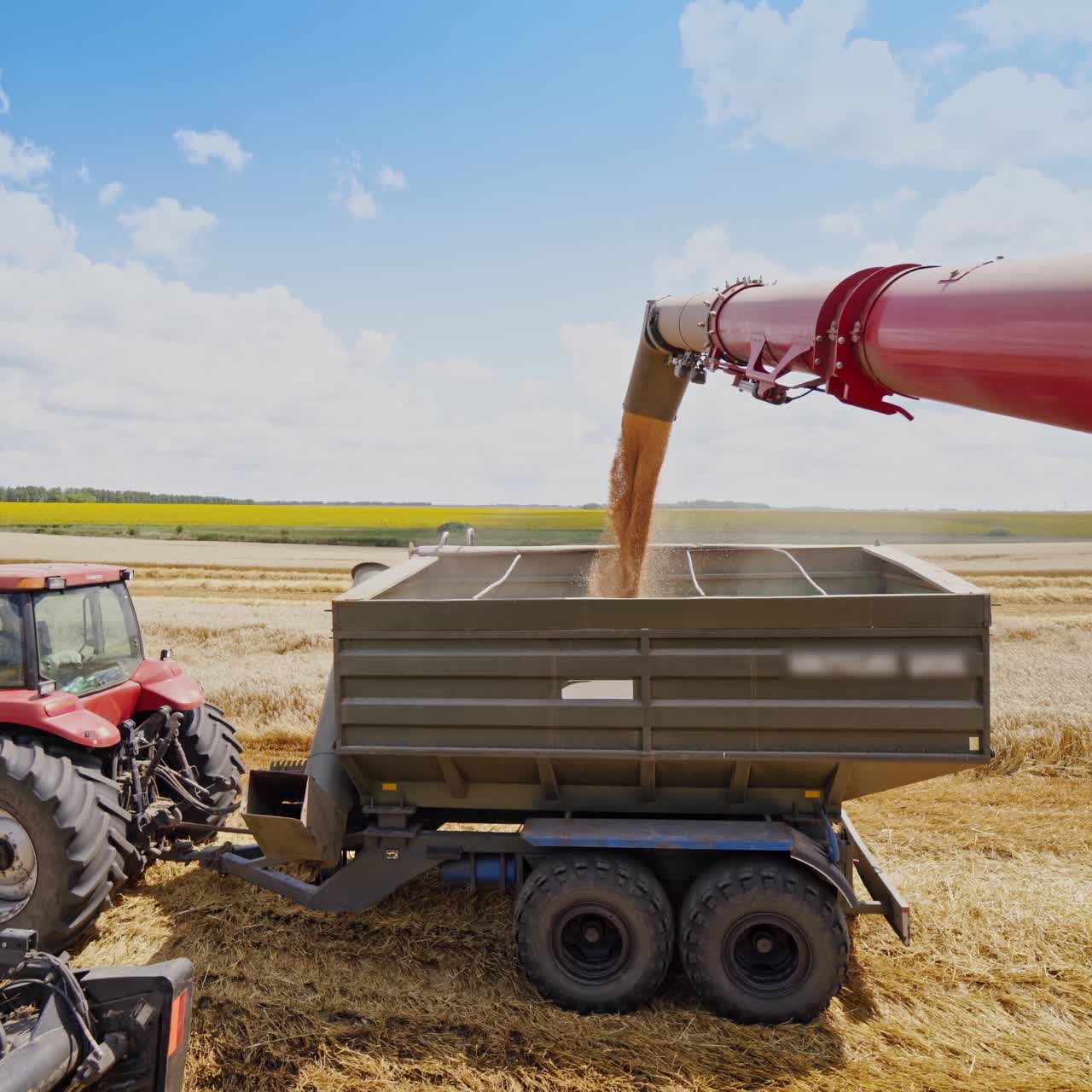 Industrial farmland finishes the seasonal work. Golden grains falling from combine into cart of a tractor. Grains pouring on nature background. Machinery harvesting.