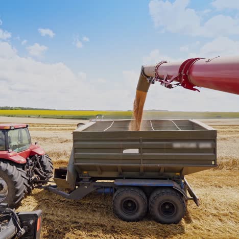 industrial farmland finishes the seasonal work. golden grains falling from combine into cart of a tractor. grains pouring on nature background. machinery harvesting.