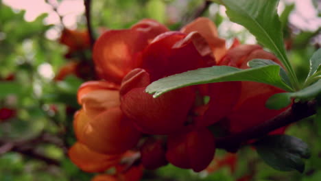 Closeup-view-of-red-flowers-blossoming-among-green-leafs-against-cloudy-sky.