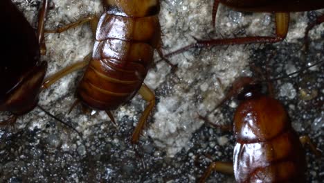 female cockroaches.