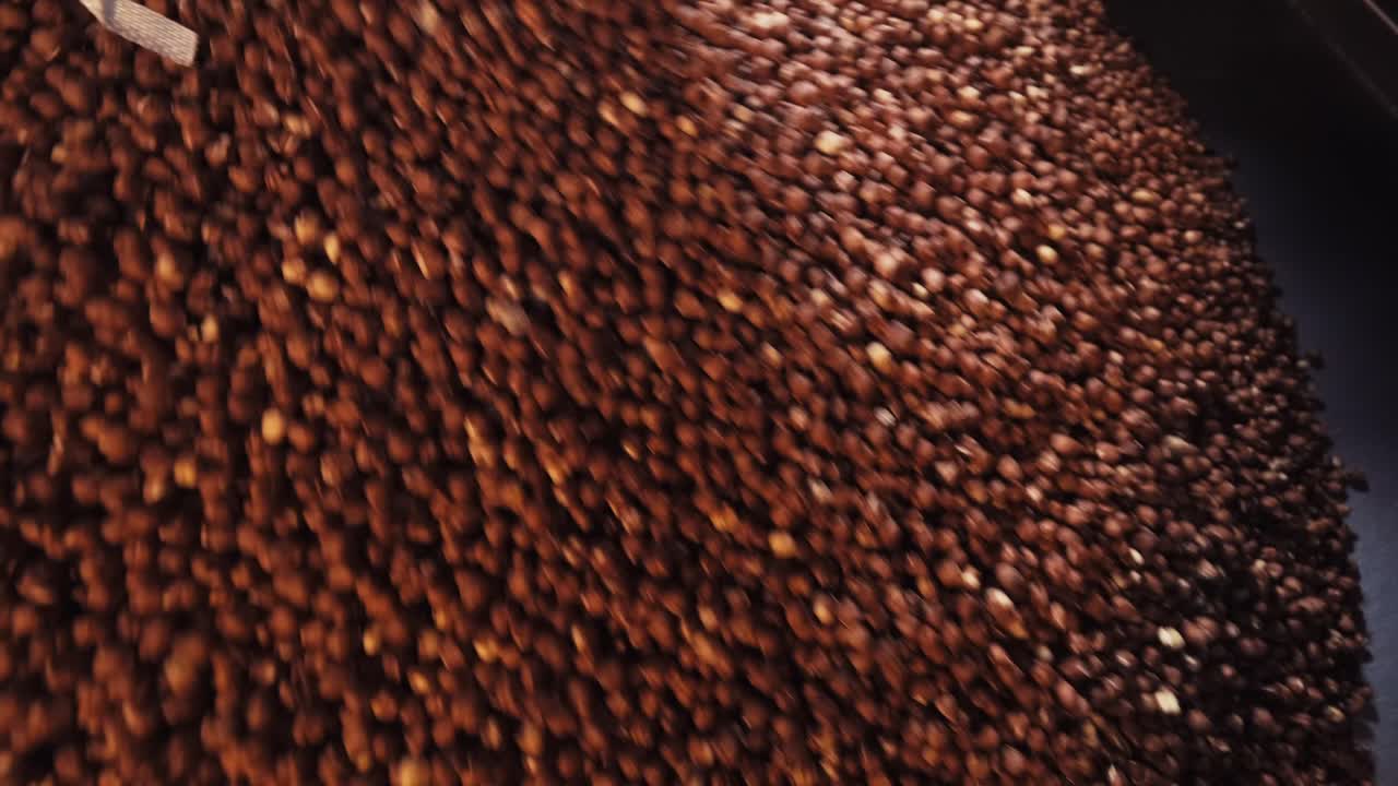 le nocciole fresche raccolte vengono versate nel calderone della fabbrica di nocciole