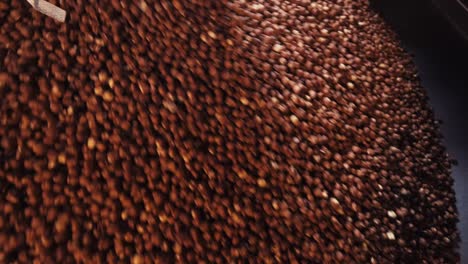 las avellanas frescas cosechadas se vierten en el caldero en la fábrica de avellanas