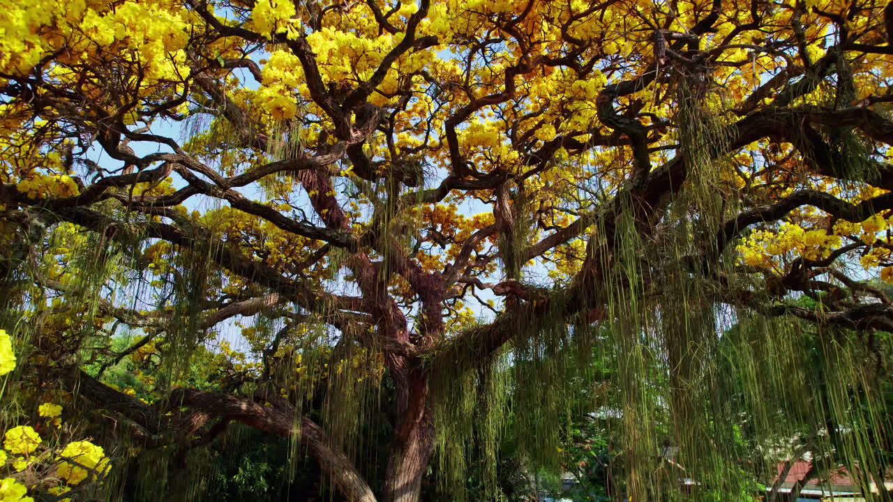 Slow aerial flying under majestic golden trumpet tree revealing its yellow flowers