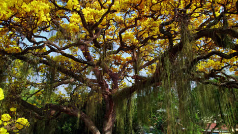 slow aerial flying under majestic golden trumpet tree revealing its yellow flowers