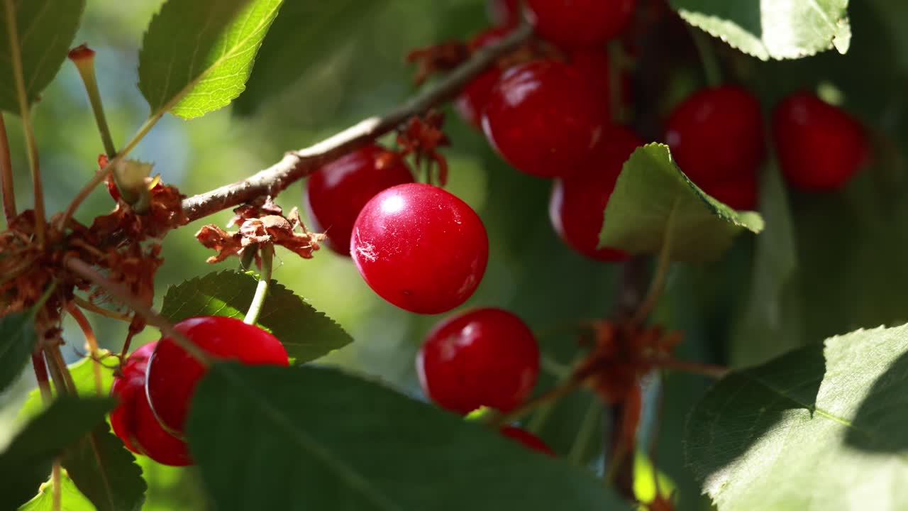 나뭇가지에 빨간 체리