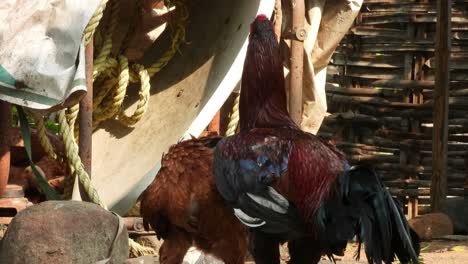 dos pollos relajándose en el suelo ..