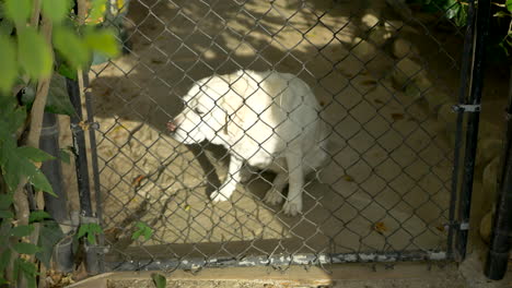 un gran labrador blanco mirando al propietario desde detrás de una puerta de enlace de cadena a la luz del sol y luego sentándose para rascarse el cuello en santa barbara, california
