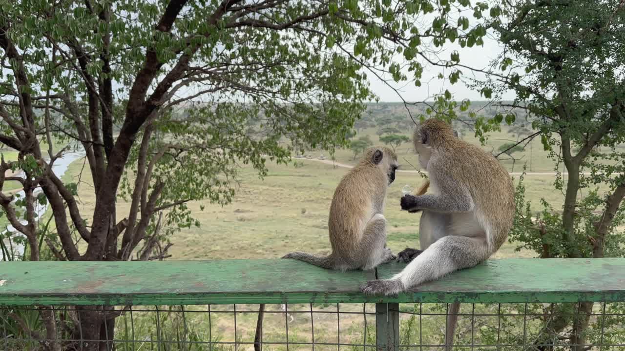 タンザニア、タランギーレ国立公園にて、観光客から奪った食べ物を持つベルベットモンキー（クロロケブス・ピゲリスルス）。