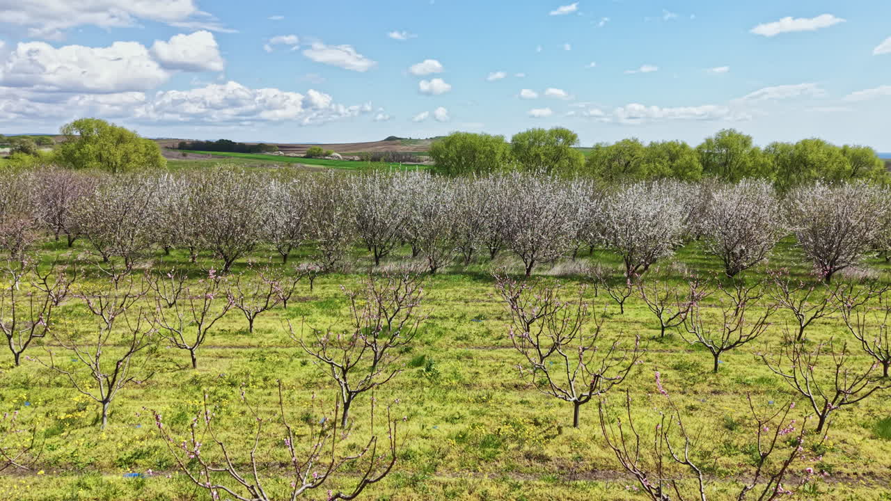 Alberi da frutto in fiore in un campo sotto un cielo azzurro con nuvole durante la primavera in un paesaggio rurale