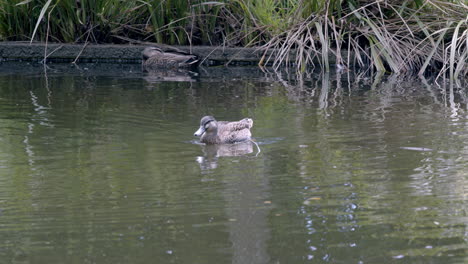 adult ducks swimming on water