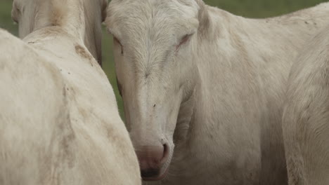 close-up of a white donkey