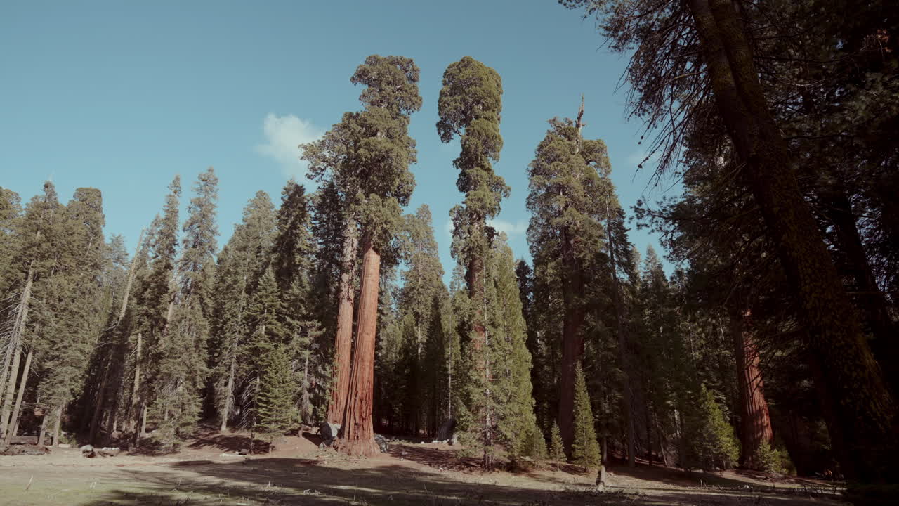 Giant Sequoias in a Forest