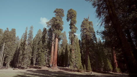giant sequoias in a forest