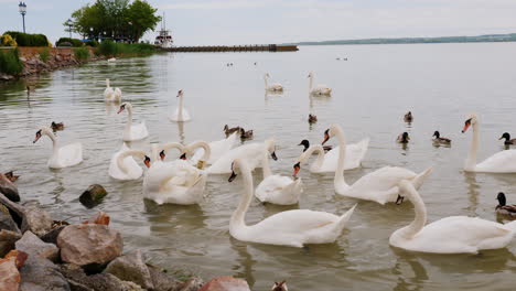 Bandada-De-Cisnes-Esperando-Comida