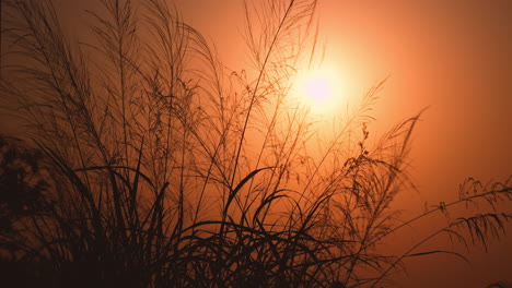 cerrar la puesta de sol dorada detrás del campo de hierba en un paisaje idílico, cámara lenta