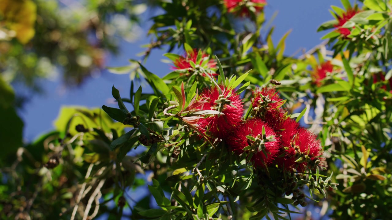 Abejas recolectando polen de flores de fynbos rojas, primer plano medio a cámara lenta