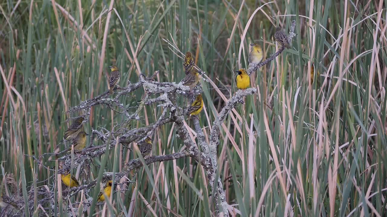 갈대 사이 에 있는 나무 가지 에 있는 서로 다른 짜는 새 들 의 집단