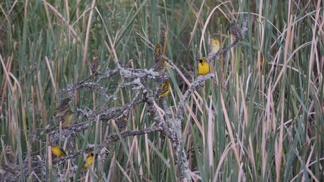 Grupo-De-Diferentes-Pájaros-Tejedores-En-La-Rama-De-Un-árbol-Entre-Los-Juncos