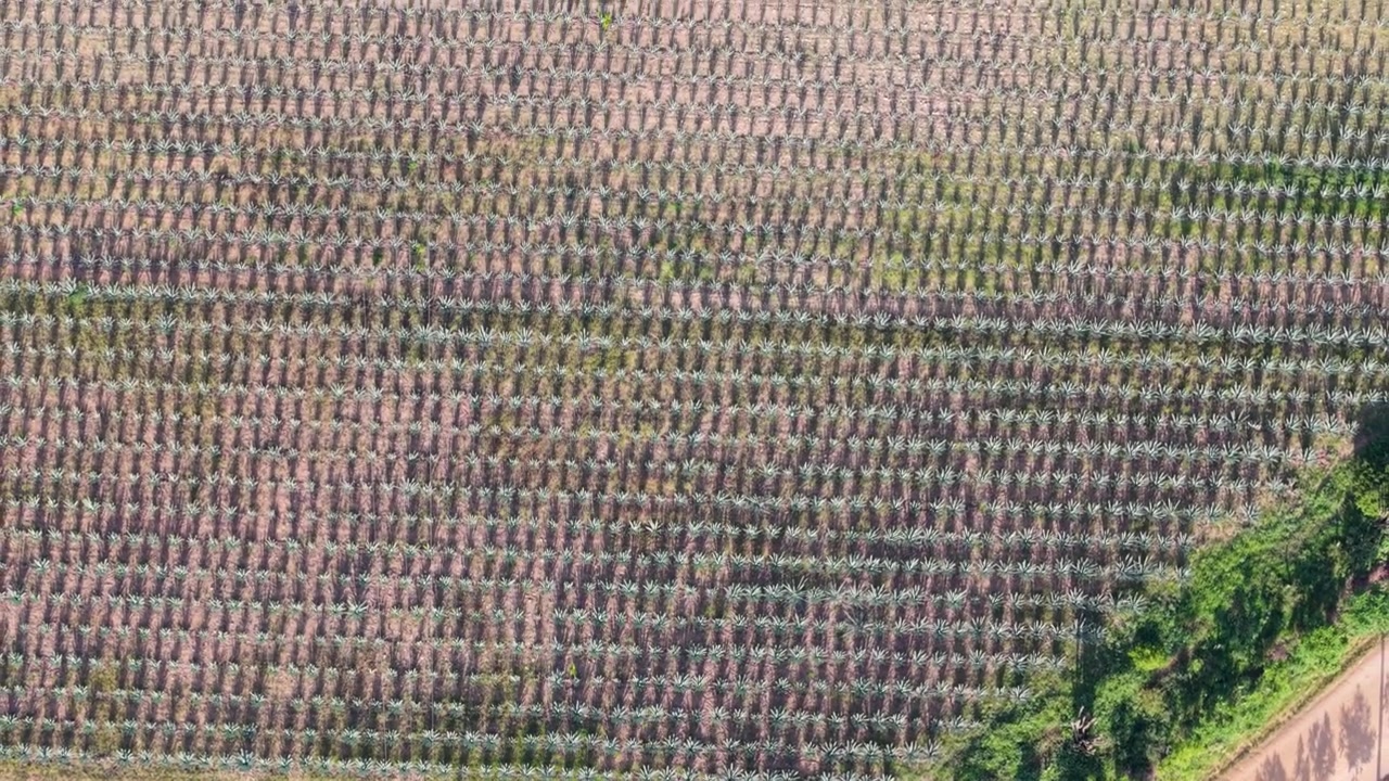Aerial composition of symmetrical agave rows in rural Mexico