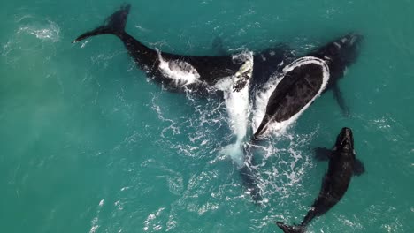 ballenas francas australes con crías