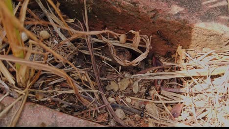 colony of ants working together. entomology, the study of insects