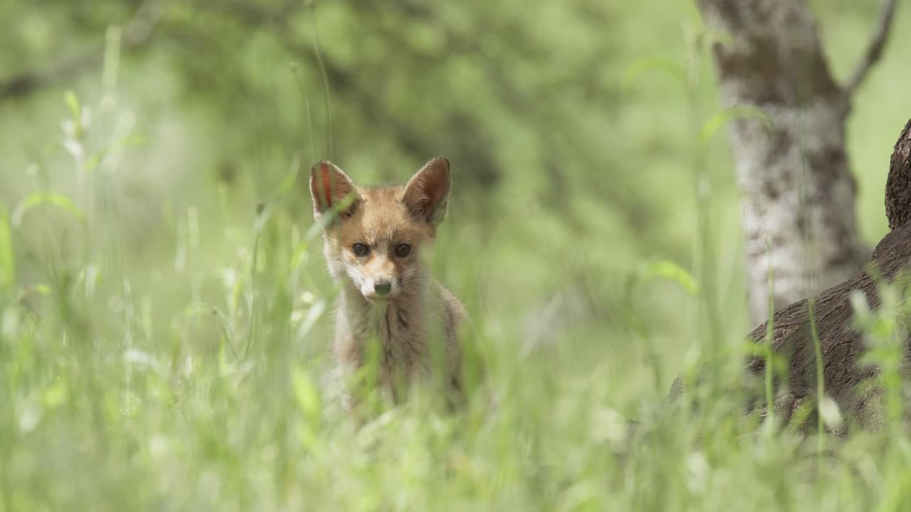 Red fox cub (vulpes vulpes) looking around, gets scared and runs away ro its den, in a spring day, in a mediterranean forest, in Tiétar Valley, Spain