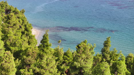 vista aérea de una hermosa playa con pinos y personas nadando