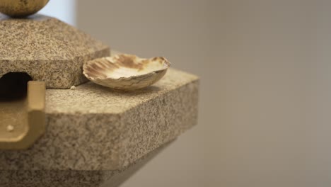 seashell on a granite fountain