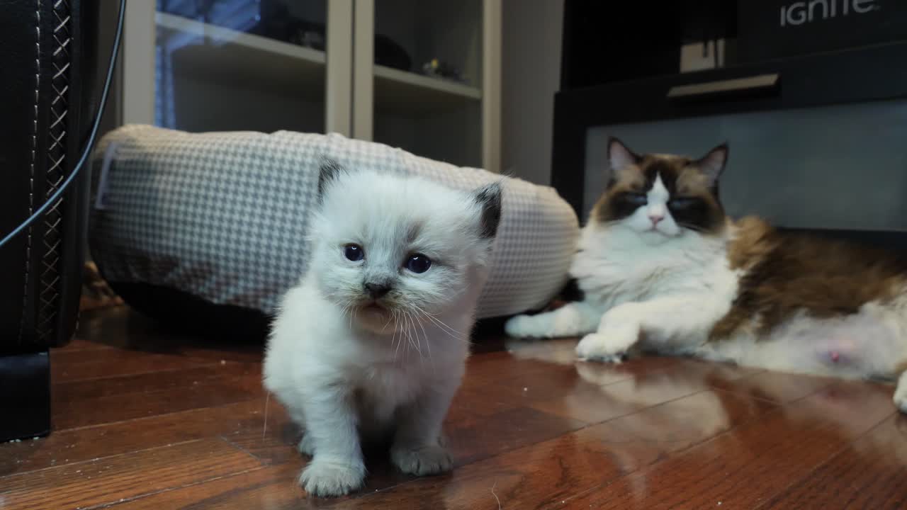 가족 - 세 마리의 고양이 엄마와 두 아들이 있는 가족