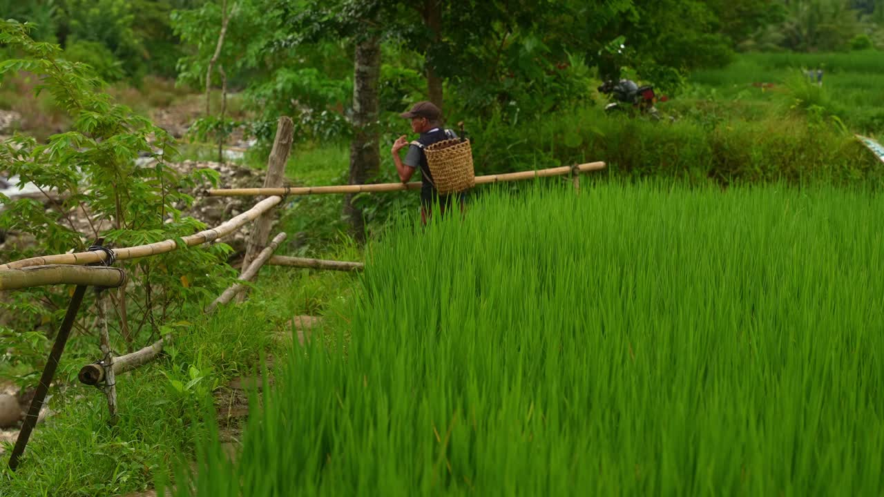 A fixed shot of a man carrying a large wooden backpack walks along narrow path beside lush green rice field, bamboo fence and stream nearby Lucban, Quezon Province Philippines