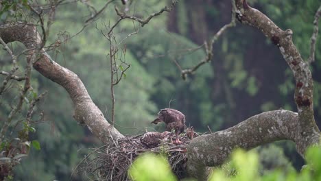 a-javan-hawk-eagle-chick-is-being-fed-fresh-bat-meat-by-its-mother