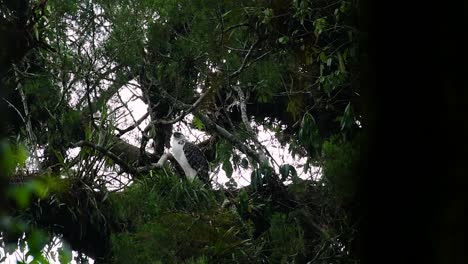 The-Philippine-Eagle-also-known-as-the-Monkey-eating-Eagle-is-critically-endangered-and-can-live-for-sixty-years-feeding-on-Monkeys,-Flying-Lemurs,-and-small-mammals-as-an-opportunist-Bird-of-Prey