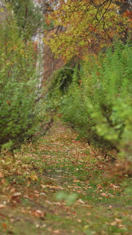 un estrecho sendero natural, creando un tranquilo sendero forestal, hojas vibrantes en contraste con los cálidos tonos de otoño en el fondo