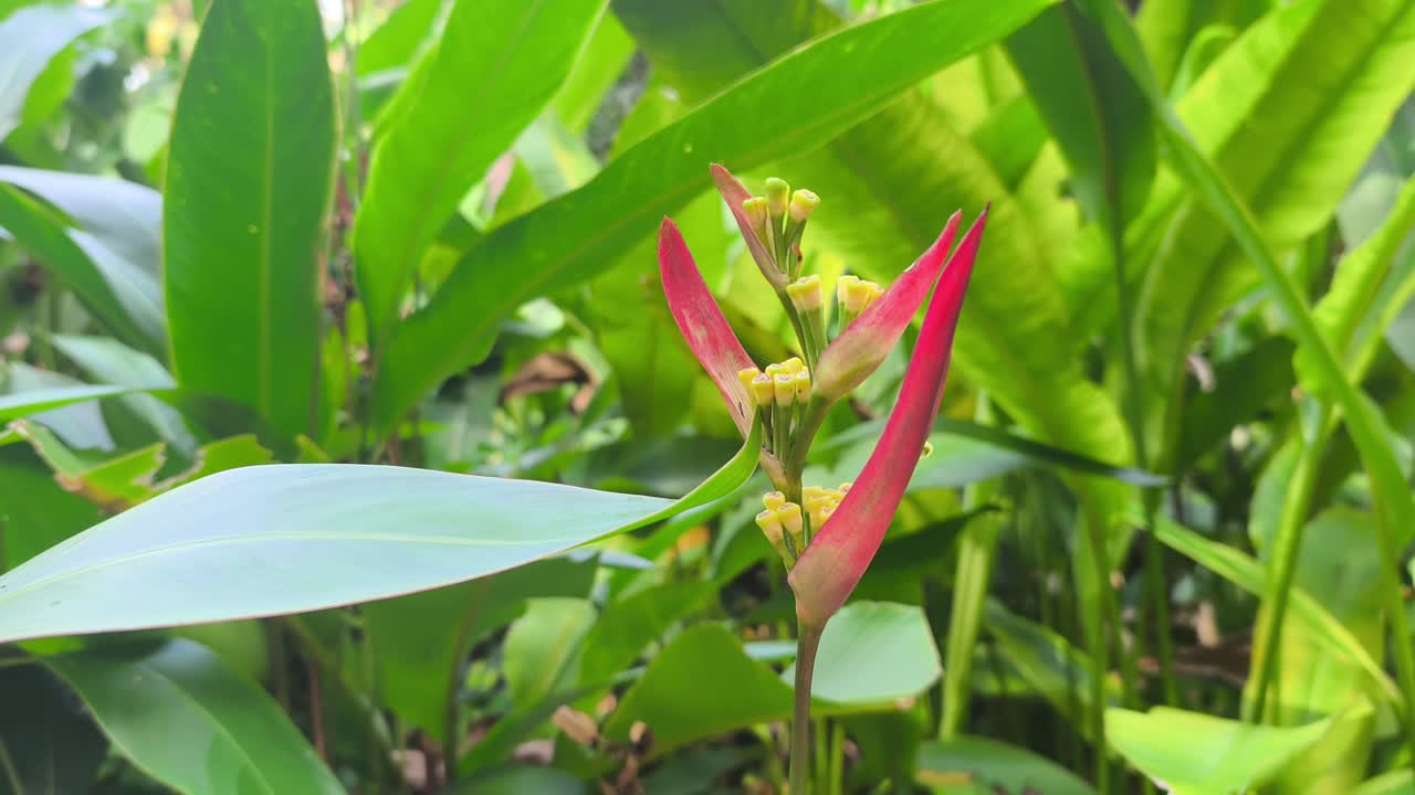 Fiori di heliconia vivaci sbocciano su una pianta coltivata. Questa specie tropicale presenta brattee cerose uniche. Prospera magnificamente in un ambiente lussureggiante e verdeggiante.