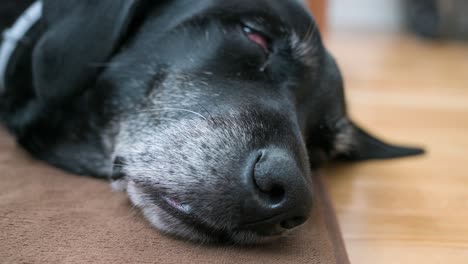 una vista de cerca de un perro negro dormido se ve acostado en un piso de la casa