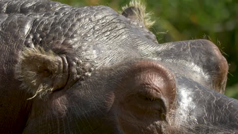 extreme close-up of the eyes and ears of a hippopotamus