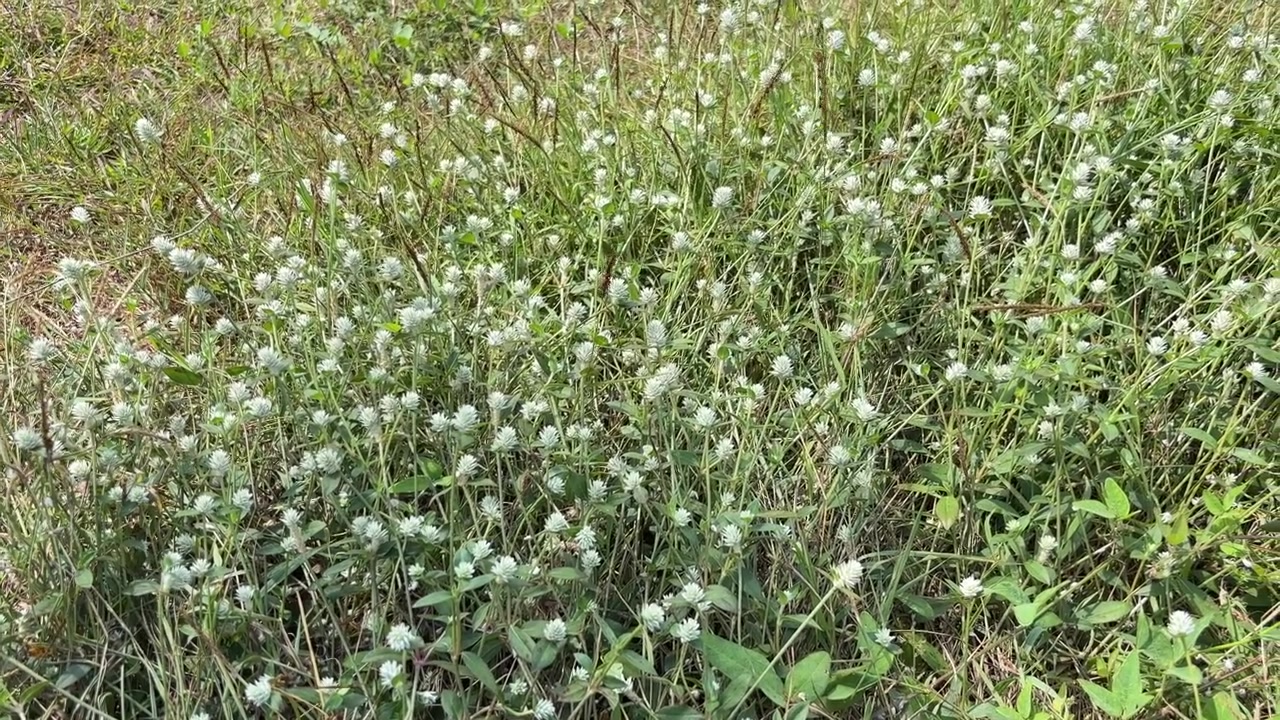 Campo de pequeñas flores blancas y hierba verde meciéndose con la brisa