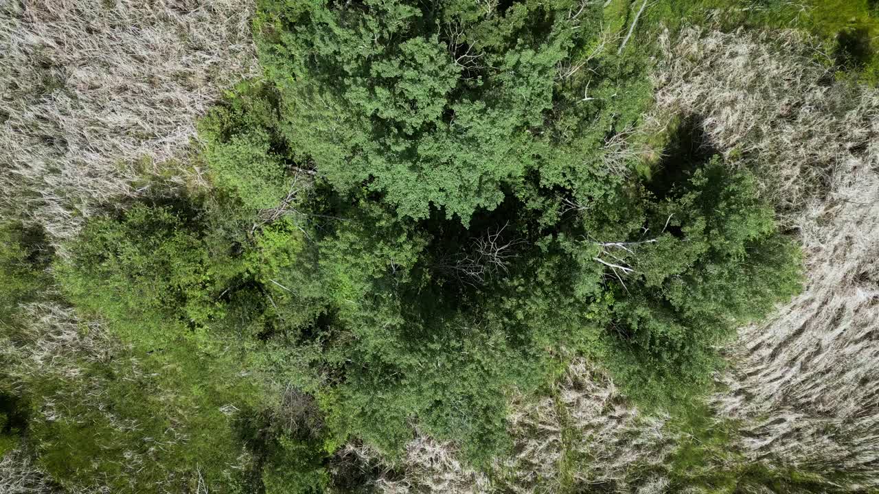 夏の草の森の上を調査するドローンハエが上昇する 沿岸の青い水島の湿地 野外の自然 湖の生息地 農地 畑の作物 パークの風景 カナダのマニトバ