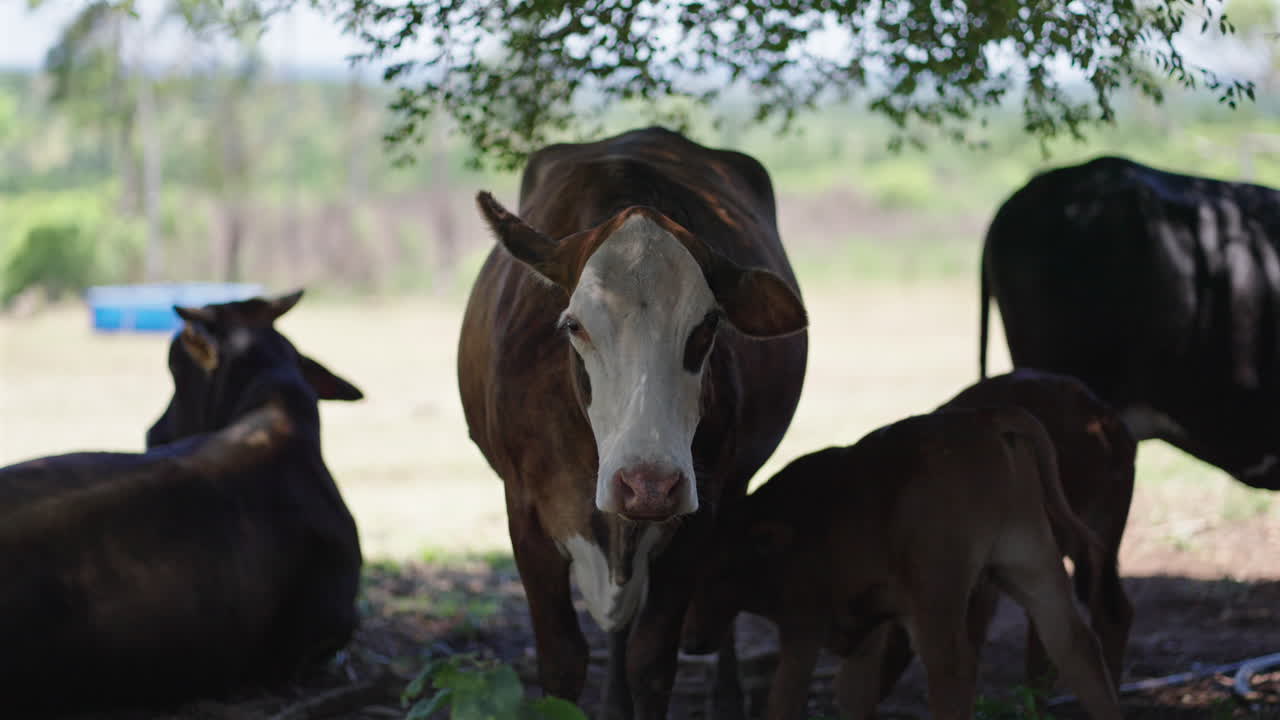 A peaceful shot of cows grazing under a tree in a rural farm. The cattle are resting and enjoying the calm nature of the field.